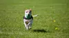 This dog park is fenced so your best friend can run free out of harm’s way.